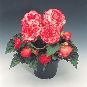 Begonia x tuberhybrida Nonstop® 'Rose Petticoat' (135590)