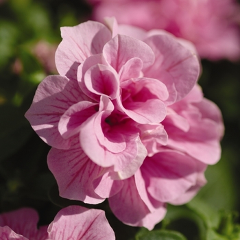 Petunia Double Wave® 'Pink Spreading' (136071)