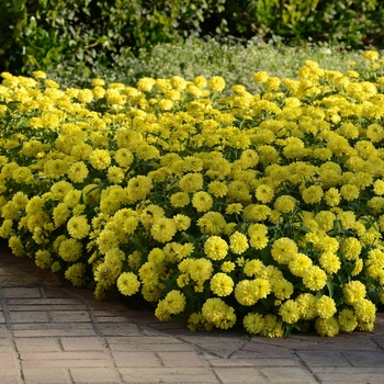 Zinnia marylandica Double Zahara™ 'Yellow' (136097)