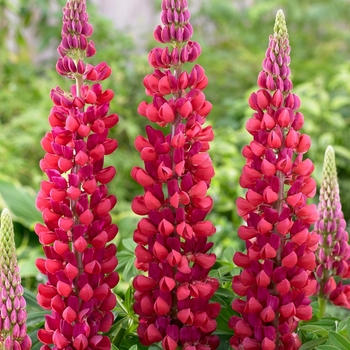 Lupinus polyphyllus Westcountry™ 'Red Rum' (136844)