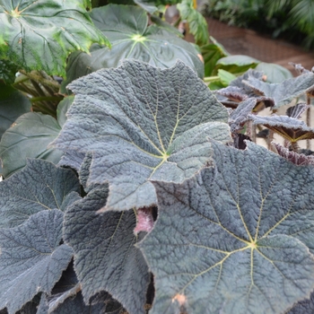 Begonia 'Frost's Dorothy Behrends' (139434)