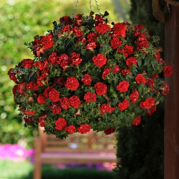 Petunia Double Wave® 'Red Spreading' (139757)