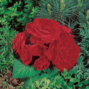 Begonia x tuberhybrida Illumination® 'Scarlet' (140866)