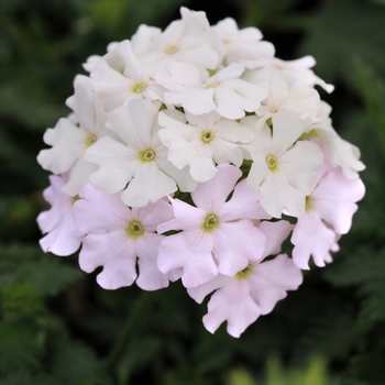 Verbena peruviana EnduraScape™ 'White Blush' (141308)