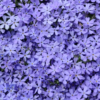 Phlox 'Violet Pinwheels' (141523)