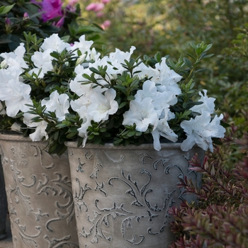 Rhododendron Bloom-A-Thon® 'White' (142138)