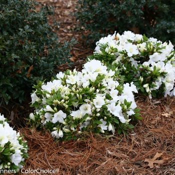 Rhododendron Bloom-A-Thon® 'White' (142141)