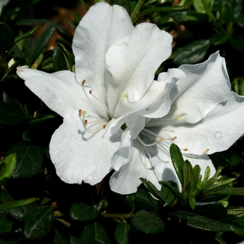 Rhododendron Bloom-A-Thon® 'White' (142142)