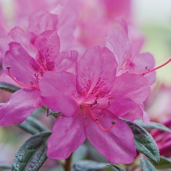 Rhododendron Encore® 'Autumn Amethyst®' (142700)