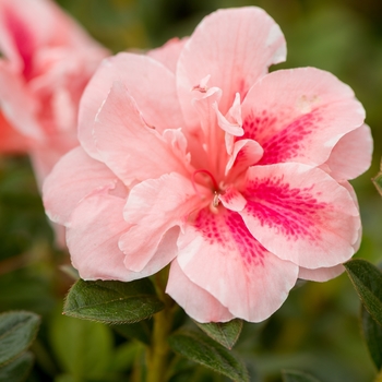 Rhododendron Encore® 'Autumn Belle®' (142701)