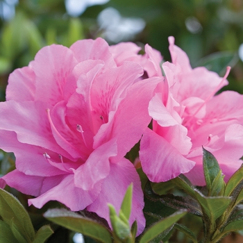 Rhododendron Encore® 'Autumn Carnation®' (142708)