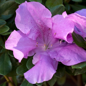 Rhododendron Encore® 'Autumn Lilac®' (142722)