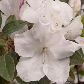 Rhododendron Encore® 'Autumn Lily®' (142723)