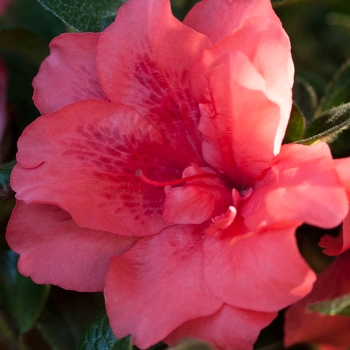 Rhododendron Encore® 'Autumn Princess®' (142727)