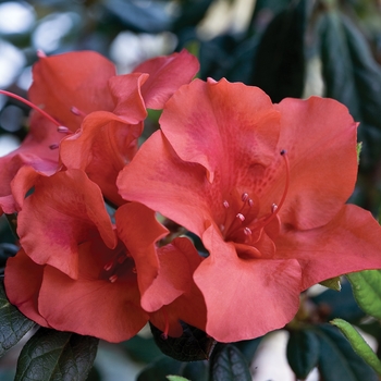 Rhododendron Encore® 'Autumn Embers™' (142753)