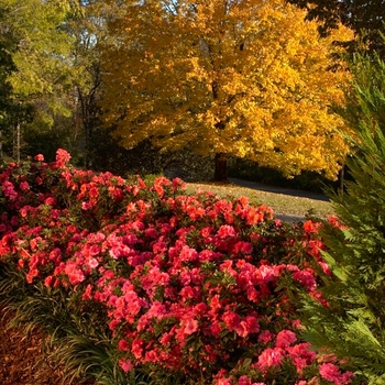 Rhododendron Encore® 'Autumn Empress™' (143009)