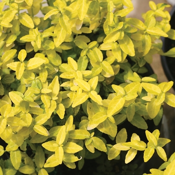 Euonymus fortunei 'Goldy™' (143236)