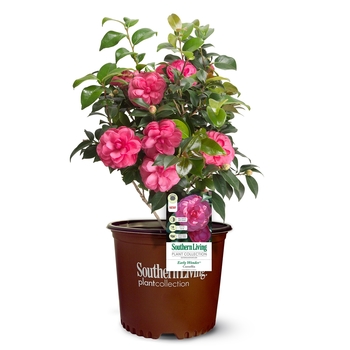 Camellia japonica 'Early Wonder®' (143241)