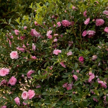Camellia sasanqua October Magic® 'Pink Perplexion' (143243)