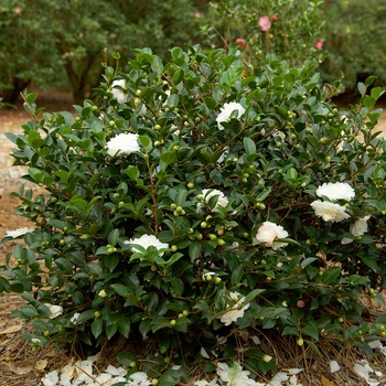 Camellia sasanqua October Magic® 'White Shi-Shi' (143245)