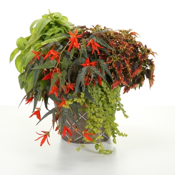 Begonia boliviensis 'Santa Cruz®' (143863)