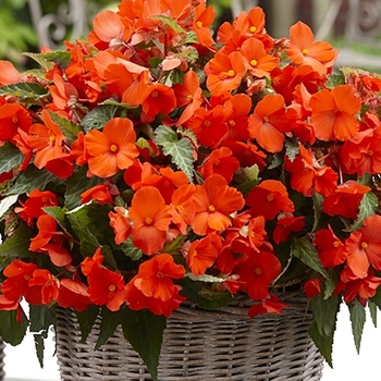 Begonia Florencio™ 'Orange' (143884)