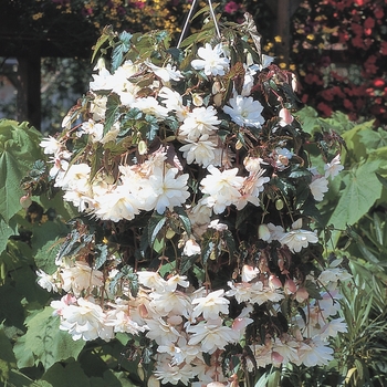 Begonia x tuberhybrida Illumination® 'White' (143909)