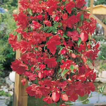 Begonia x tuberhybrida Illumination® 'Rose' (143911)