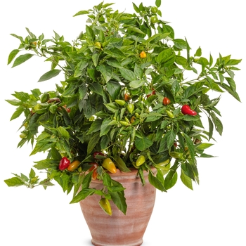 Capsicum annuum Fire Away™ 'Hot and Heavy' (144017)