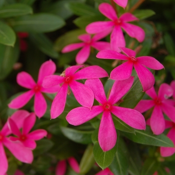 Catharanthus Soiree kawaii® 'Pink' (144045)