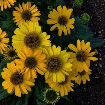 Echinacea Color Coded™ 'Yellow My Darling' (144077)