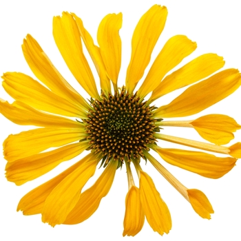 Echinacea Color Coded™ 'Yellow My Darling' (144078)