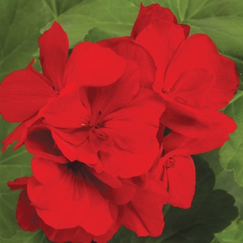 Pelargonium Boldly® 'Dark Red' (144320)