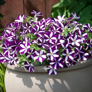 Petunia Starlet™ 'Purple Star' (144488)