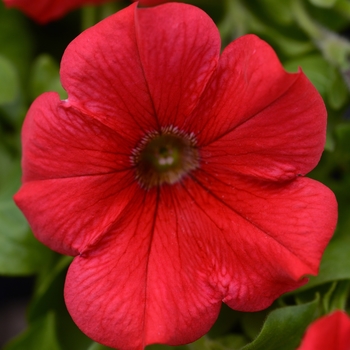 Petunia Starlet™ 'Red' (144490)
