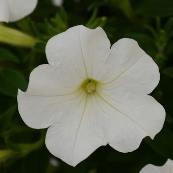Petunia Starlet™ 'White' (144495)