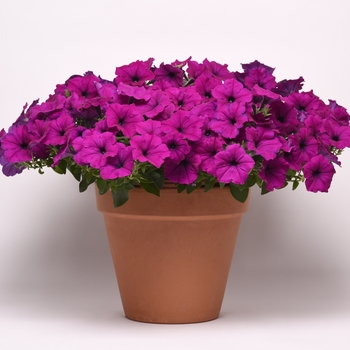 Petunia Easy Wave® 'Violet' (144534)