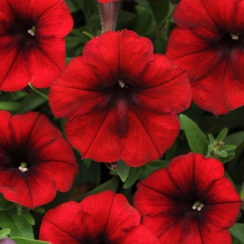 Petunia Easy Wave® 'Red Velour' (144546)