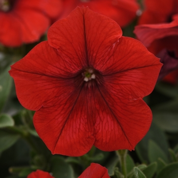 Petunia Easy Wave® 'Red' (144549)