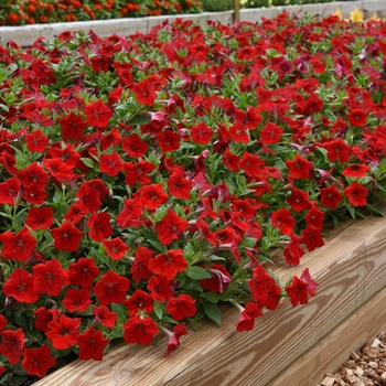 Petunia Easy Wave® 'Red' (144550)