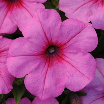 Petunia Easy Wave® 'Pink Passion' (144553)