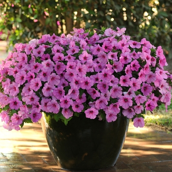 Petunia Easy Wave® 'Pink Passion' (144554)