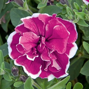 Petunia SweetSunshine™ 'Purple Picotee' (144567)