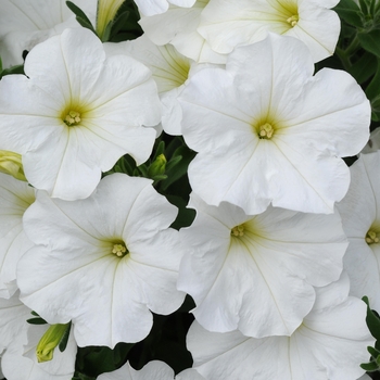 Petunia Sun Spun® 'White' (144602)