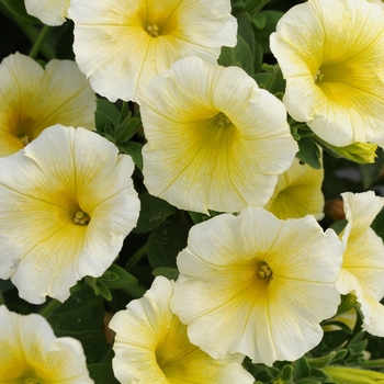 Petunia Sun Spun® 'Yellow' (144605)