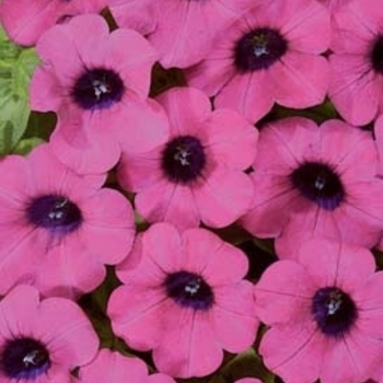 Petunia Blanket® 'Purple' (144630)