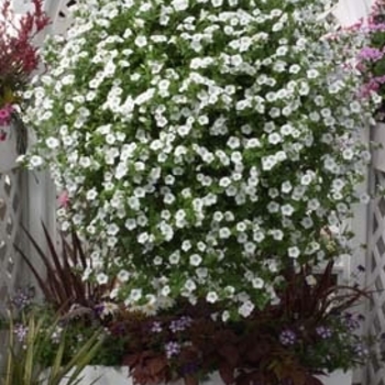 Petunia Blanket® 'White' (144633)