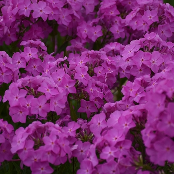 Phlox 'Opening Act Ultrapink' (144662)