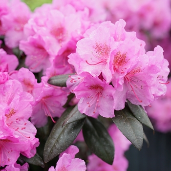 Rhododendron 'Black Hat®' (144665)
