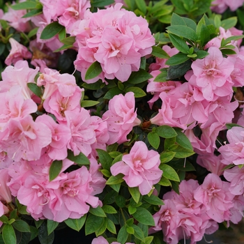 Rhododendron Perfecto Mundo® 'Double Pink' (144671)